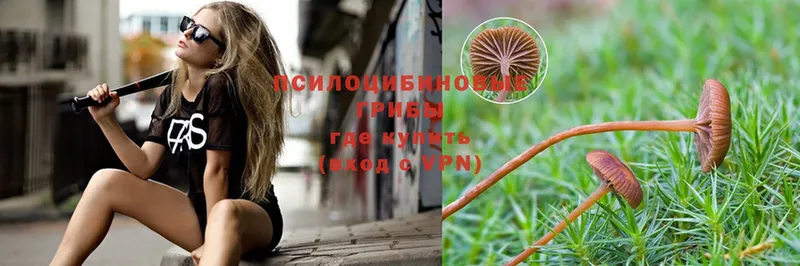 наркотики  Кохма  Псилоцибиновые грибы Psilocybe 